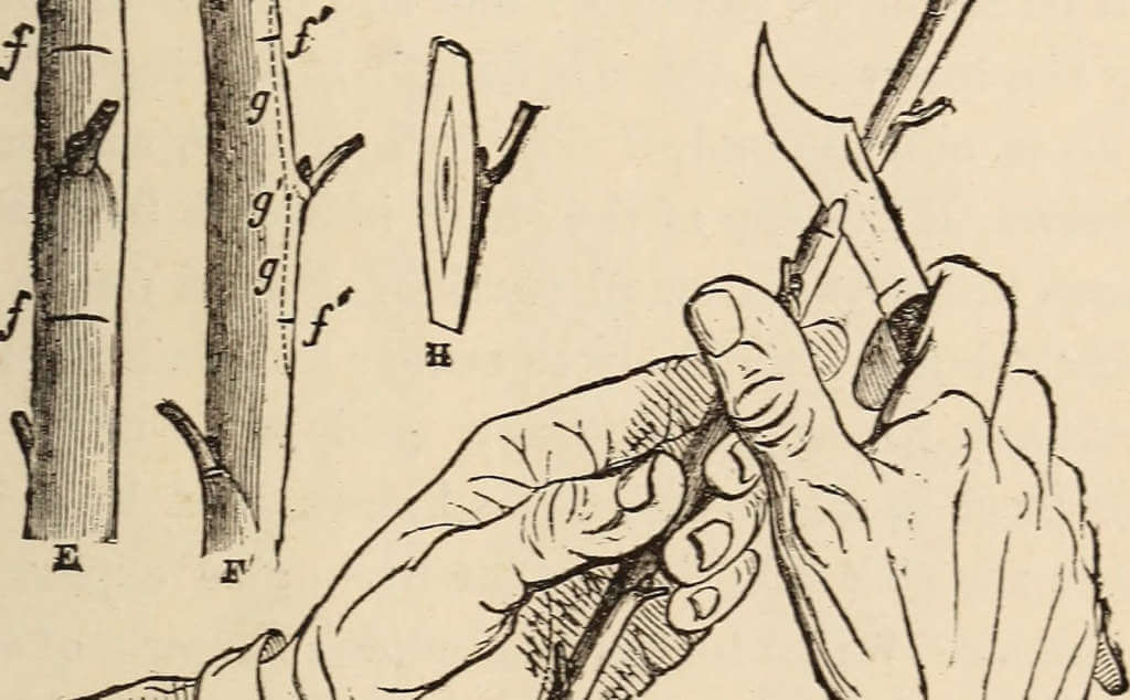 Hack Your Fruit Tree: the science & technique of grafting